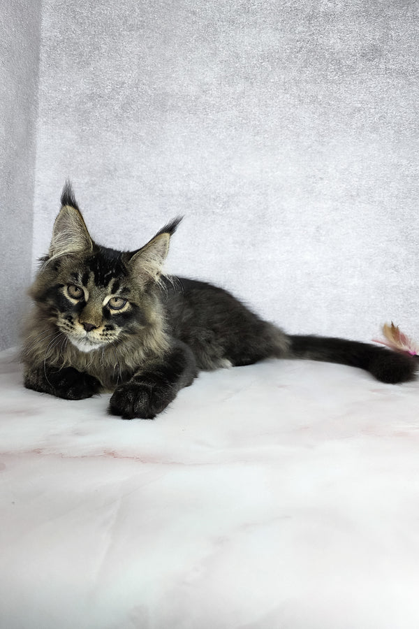 Keanu | Maine Coon Kitten