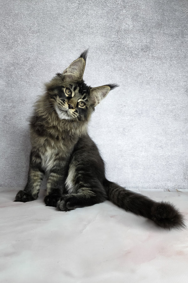 Keanu | Maine Coon Kitten