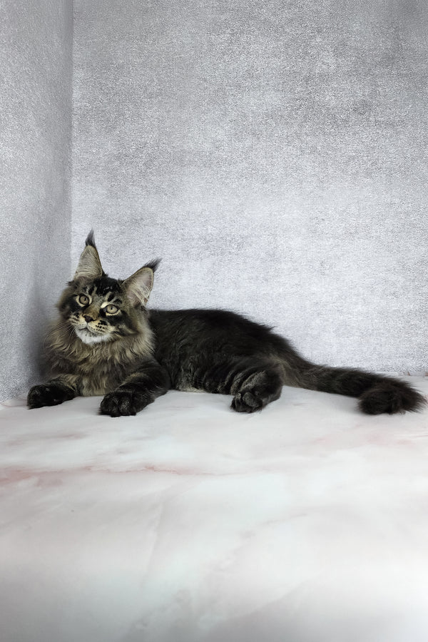 Keanu | Maine Coon Kitten