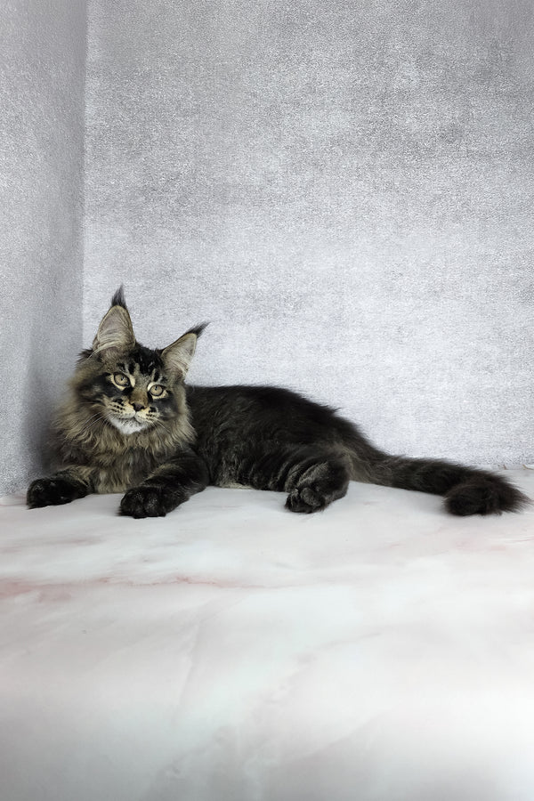 Keanu | Maine Coon Kitten