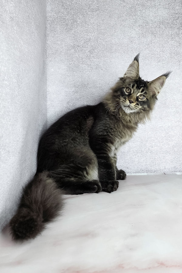 Keanu | Maine Coon Kitten