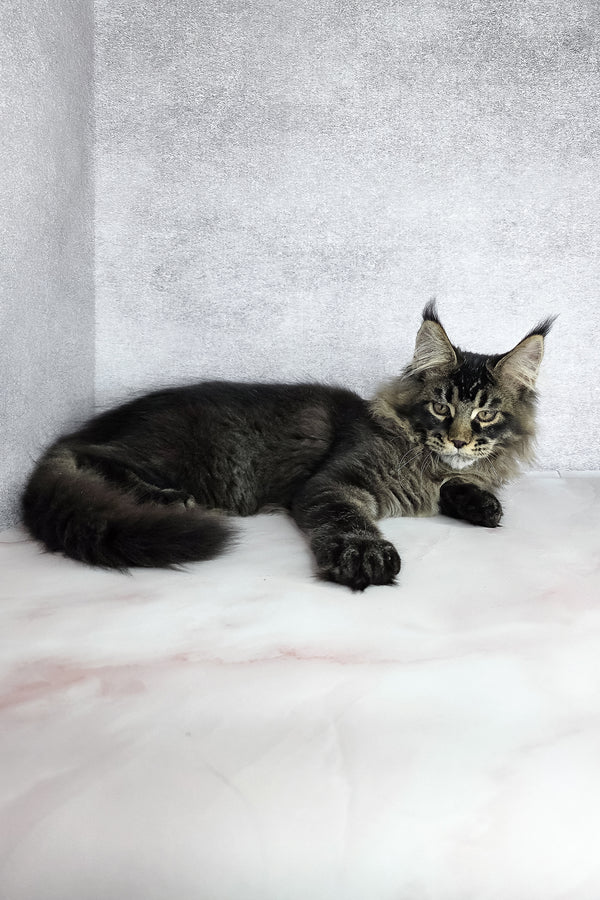 Keanu | Maine Coon Kitten