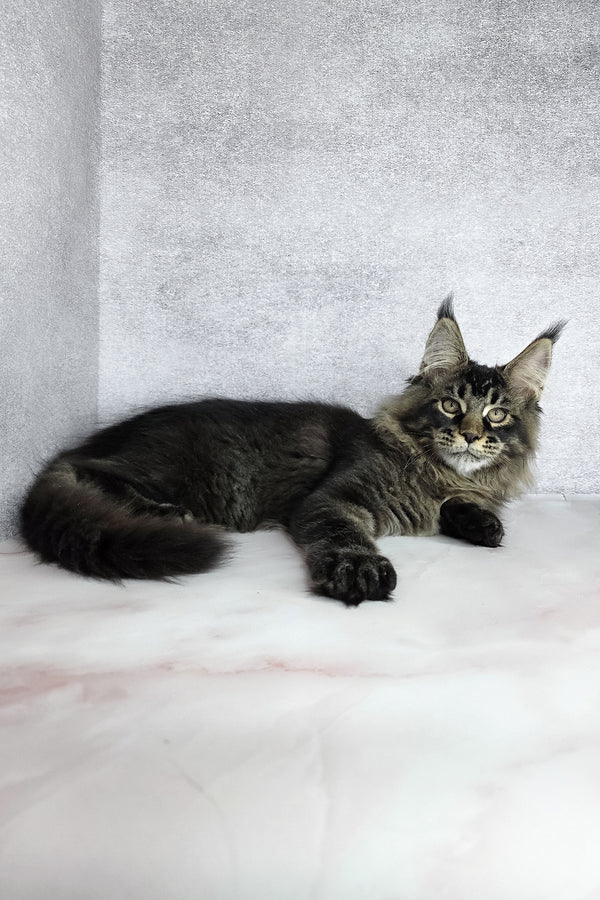 Keanu | Maine Coon Kitten