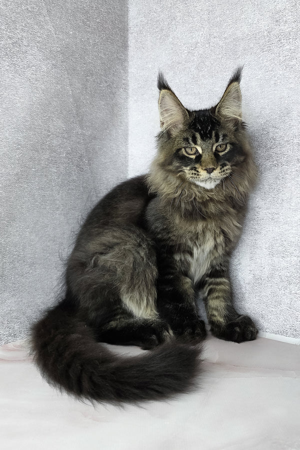 Keanu | Maine Coon Kitten