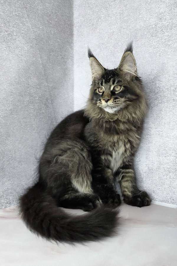Keanu | Maine Coon Kitten