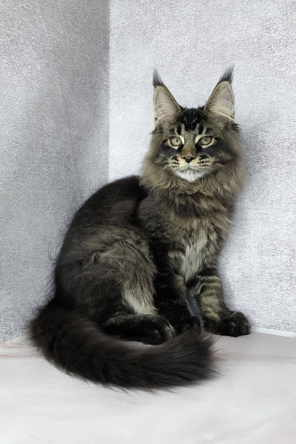 Keanu | Maine Coon Kitten