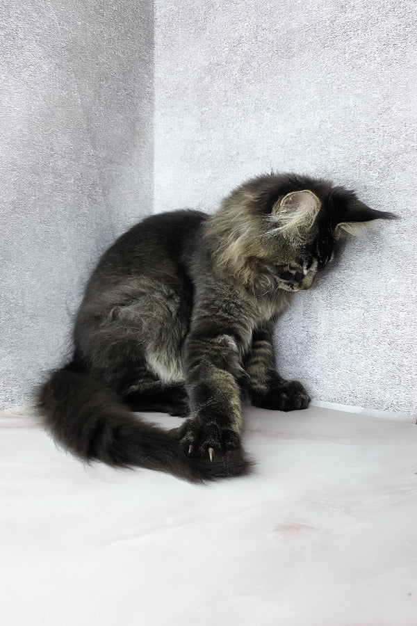 Keanu | Maine Coon Kitten