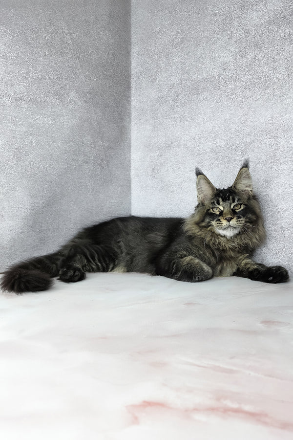 Keanu | Maine Coon Kitten