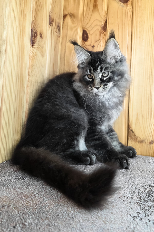 Keanu | Maine Coon Kitten
