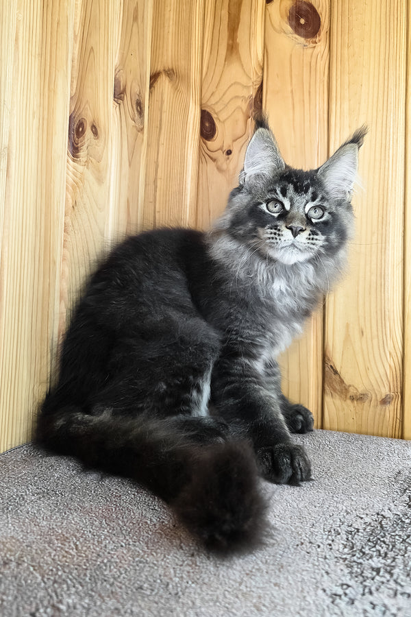 Keanu | Maine Coon Kitten