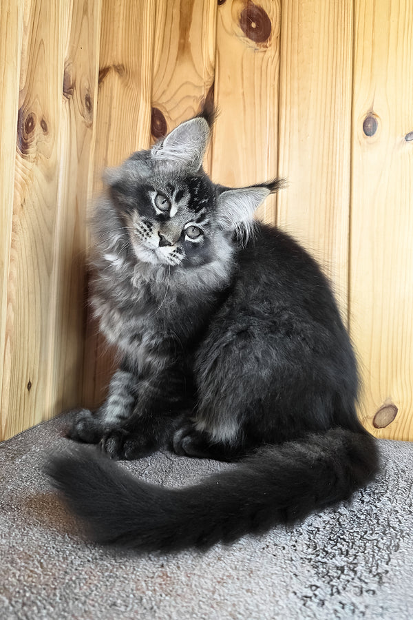Keanu | Maine Coon Kitten