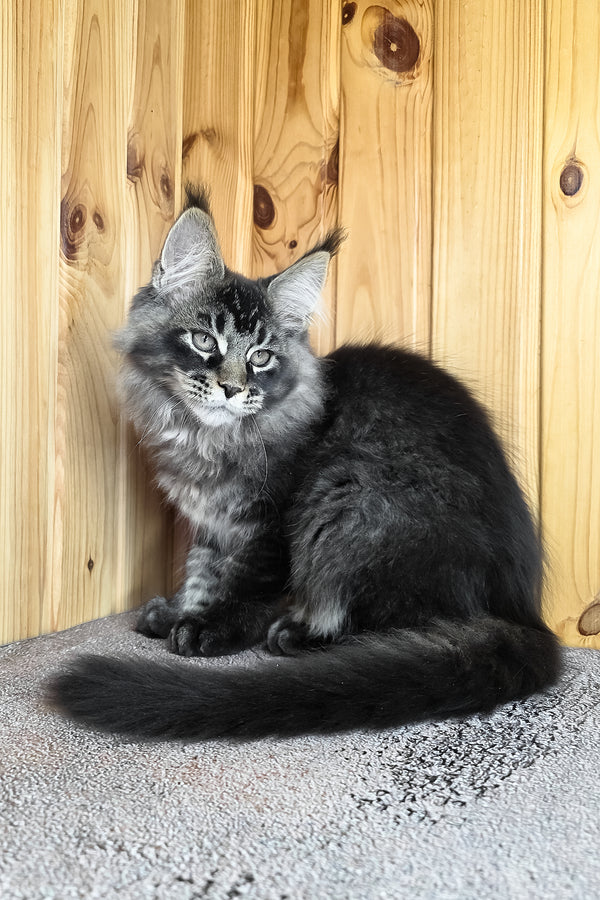 Keanu | Maine Coon Kitten
