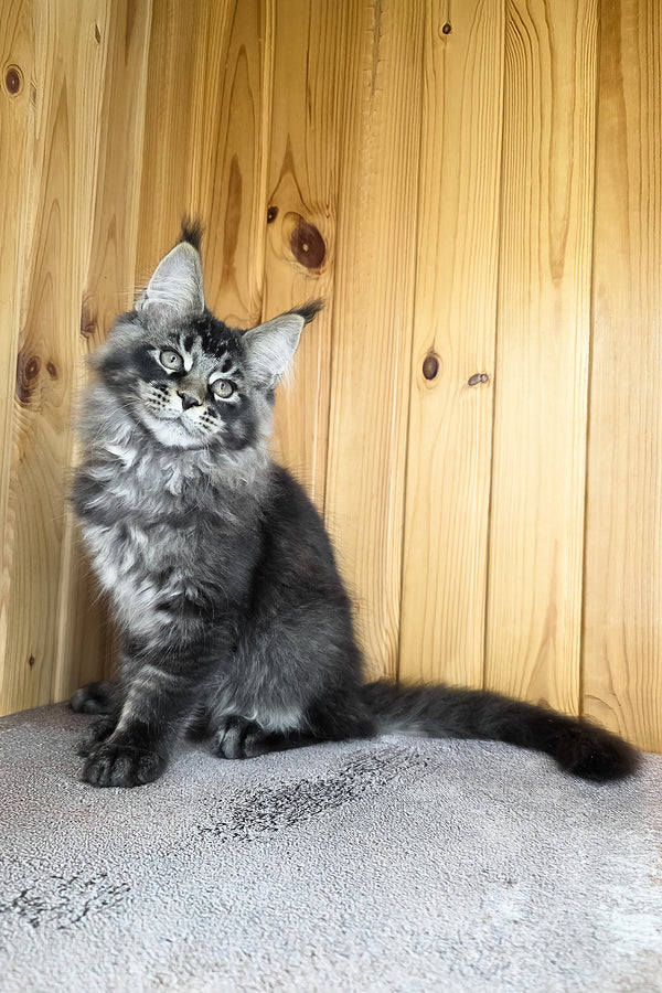 Keanu | Maine Coon Kitten