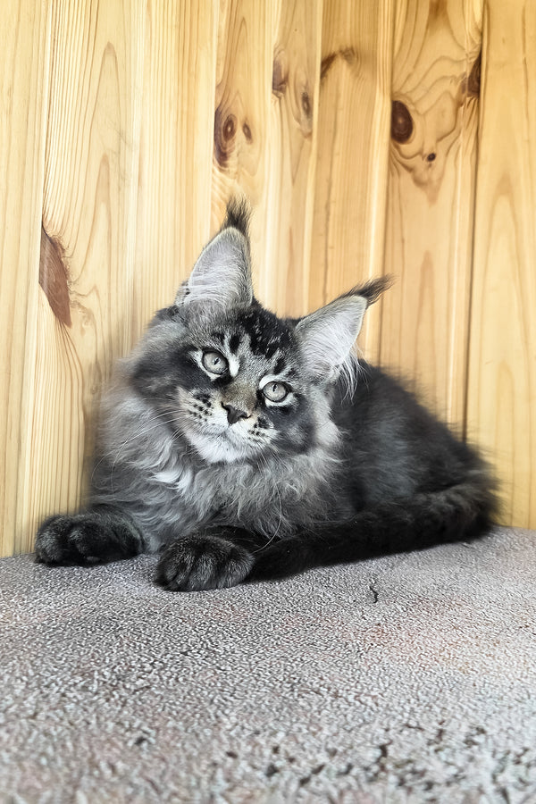 Keanu | Maine Coon Kitten