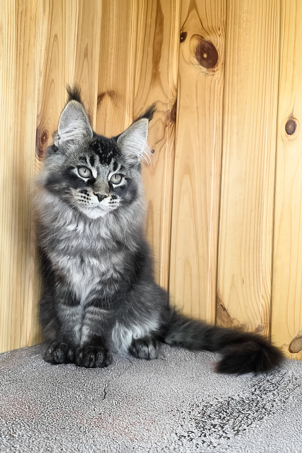 Keanu | Maine Coon Kitten