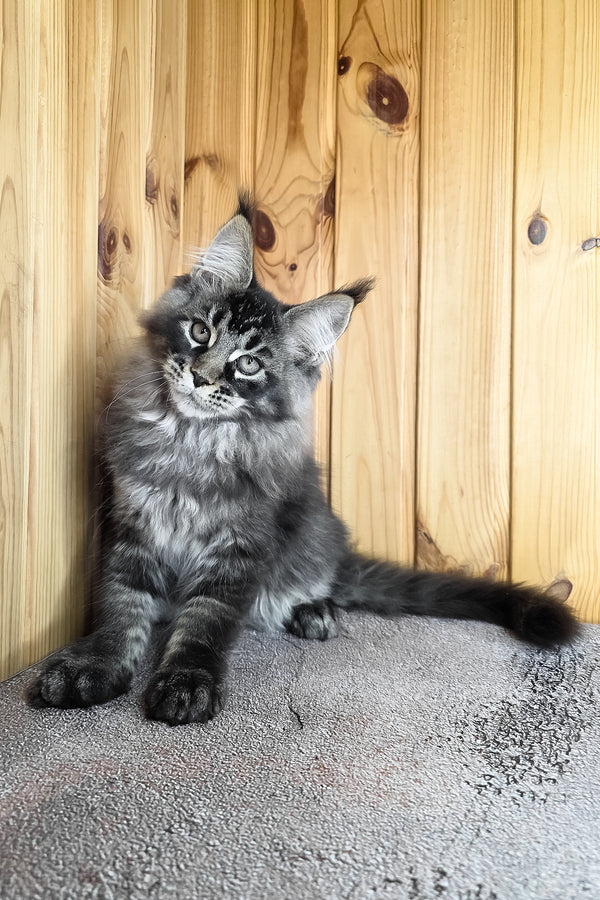 Keanu | Maine Coon Kitten