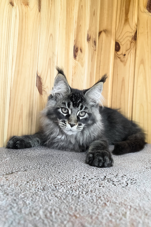 Keanu | Maine Coon Kitten