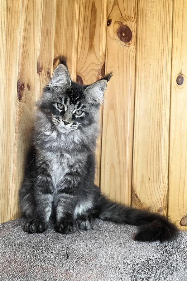Keanu | Maine Coon Kitten