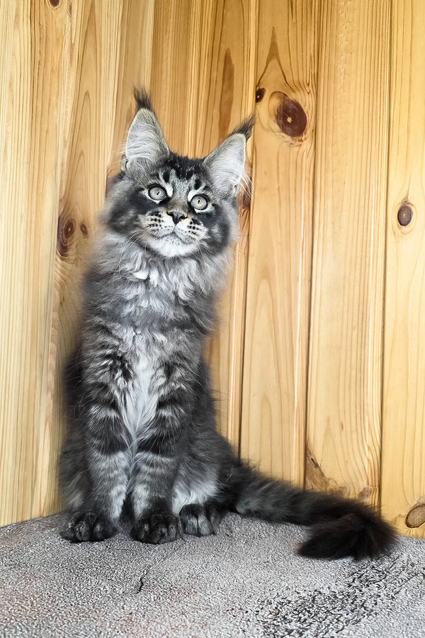 Keanu | Maine Coon Kitten