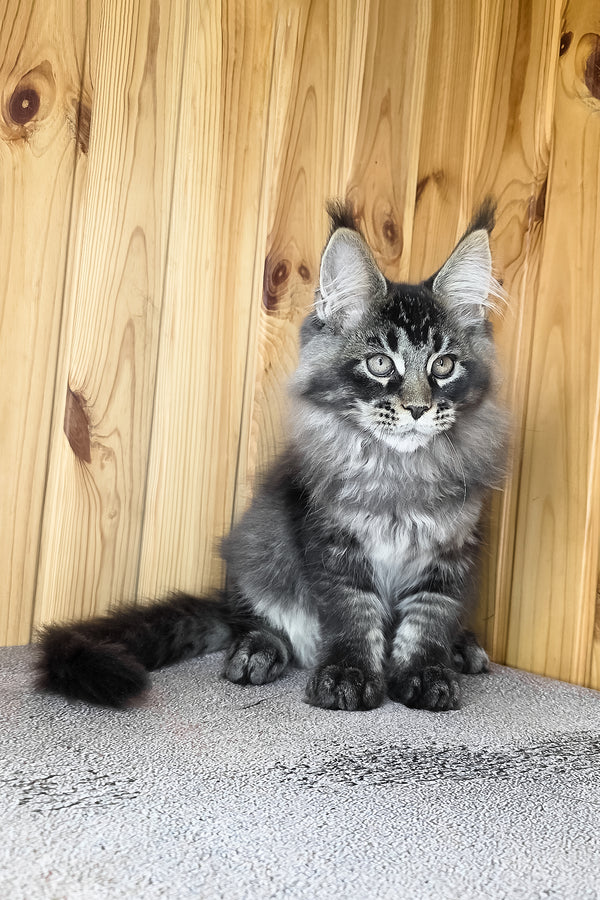Keanu | Maine Coon Kitten