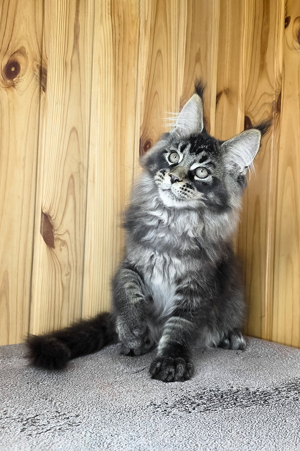 Keanu | Maine Coon Kitten