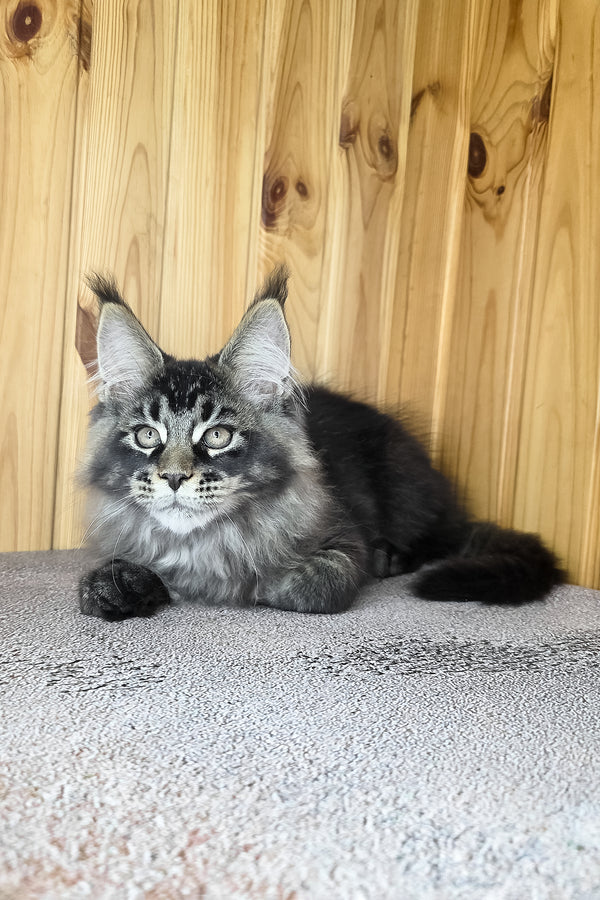 Keanu | Maine Coon Kitten