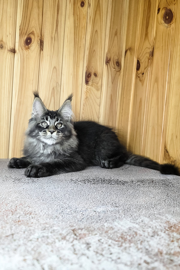 Keanu | Maine Coon Kitten