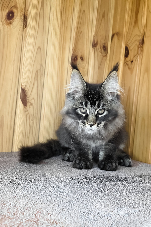 Keanu | Maine Coon Kitten