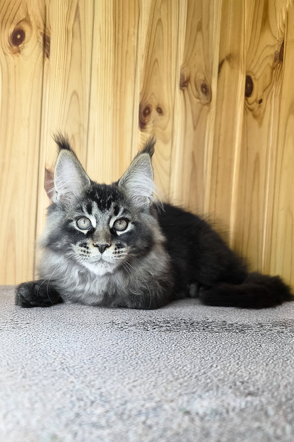 Keanu | Maine Coon Kitten