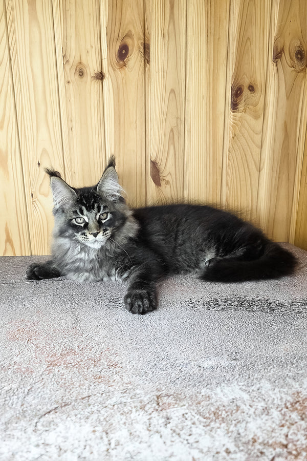 Keanu | Maine Coon Kitten