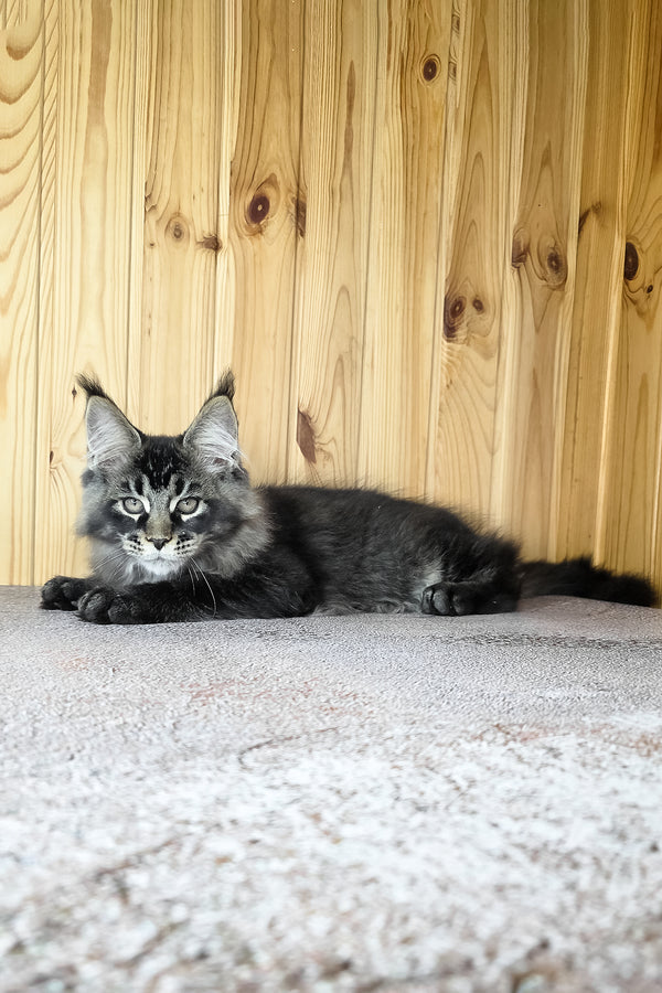 Keanu | Maine Coon Kitten