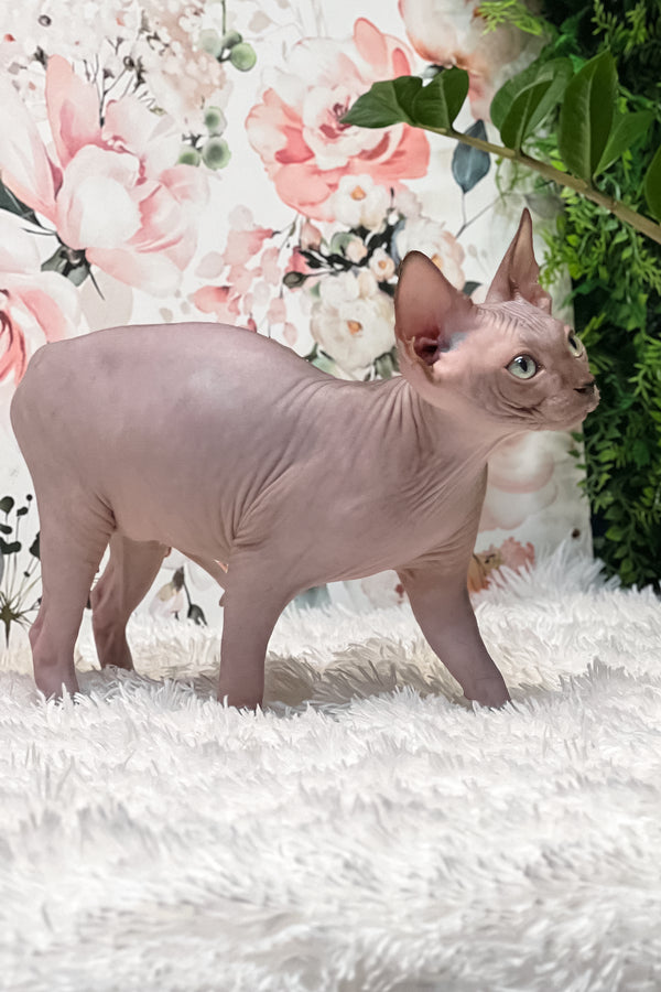 Keanu | Sphynx Kitten