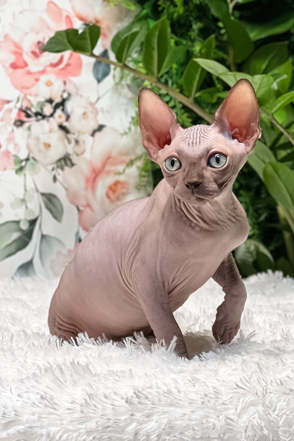 Keanu | Sphynx Kitten