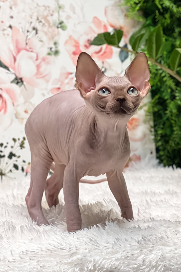 Keanu | Sphynx Kitten