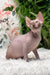 Keanu | Sphynx Kitten