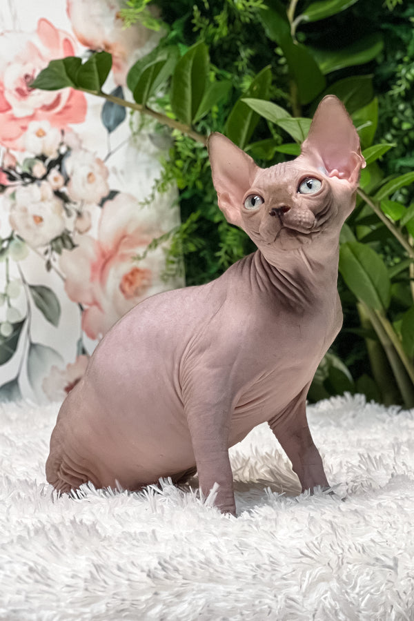 Keanu | Sphynx Kitten