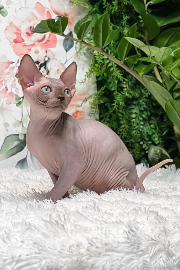 Keanu | Sphynx Kitten