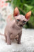 Keanu | Sphynx Kitten