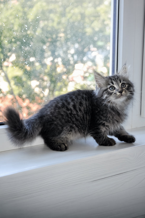 Keks | Siberian Kitten