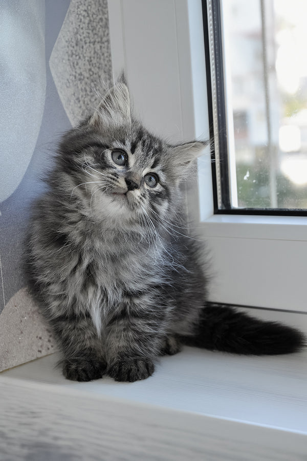 Keks | Siberian Kitten