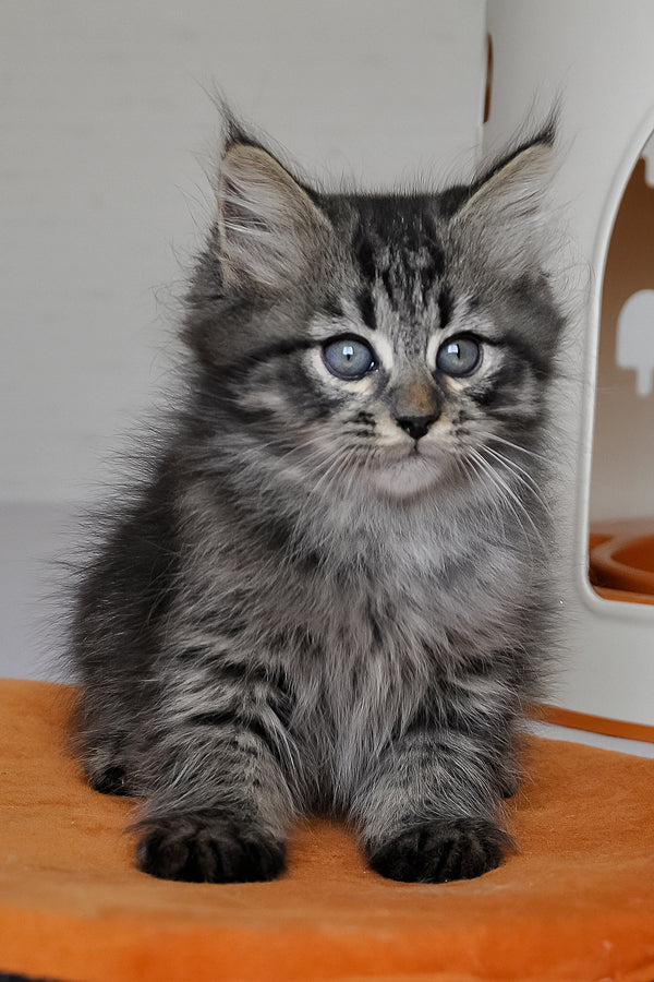 Keks | Siberian Kitten