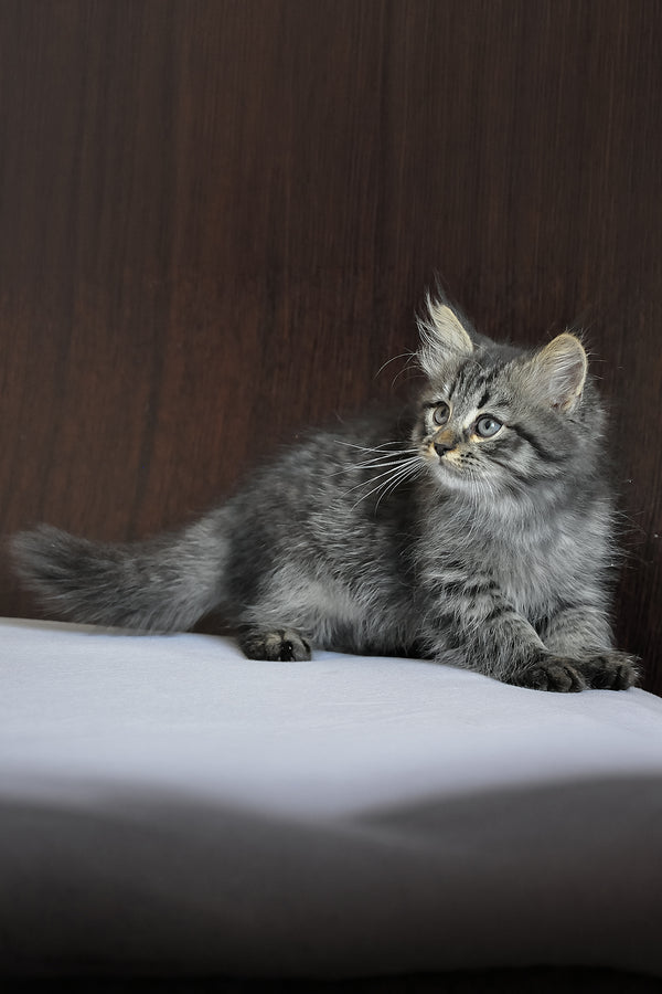 Keks | Siberian Kitten