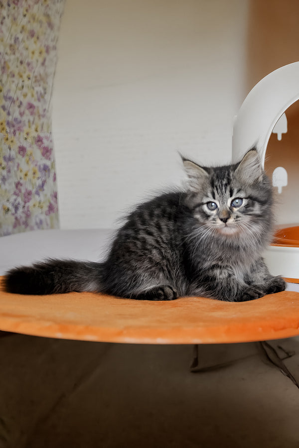 Keks | Siberian Kitten