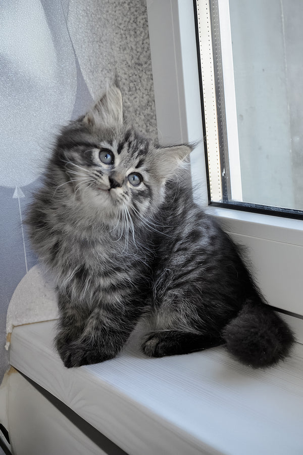 Keks | Siberian Kitten