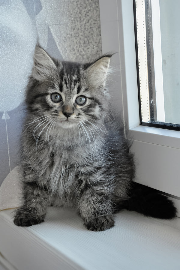 Keks | Siberian Kitten