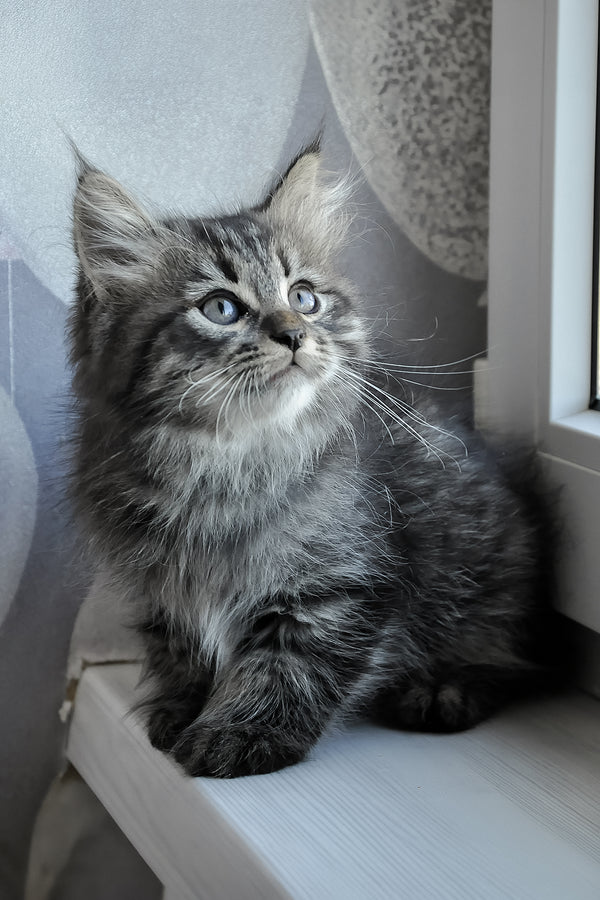 Keks | Siberian Kitten