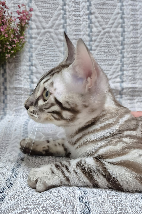 Ken | Bengal Kitten