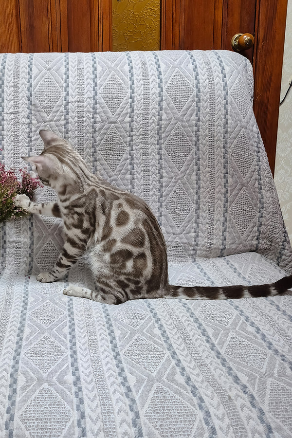 Ken | Bengal Kitten