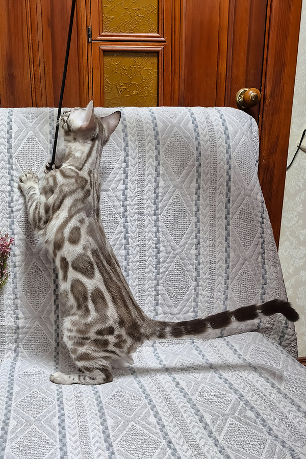 Ken | Bengal Kitten