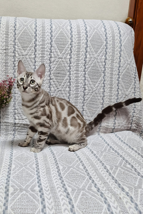 Ken | Bengal Kitten